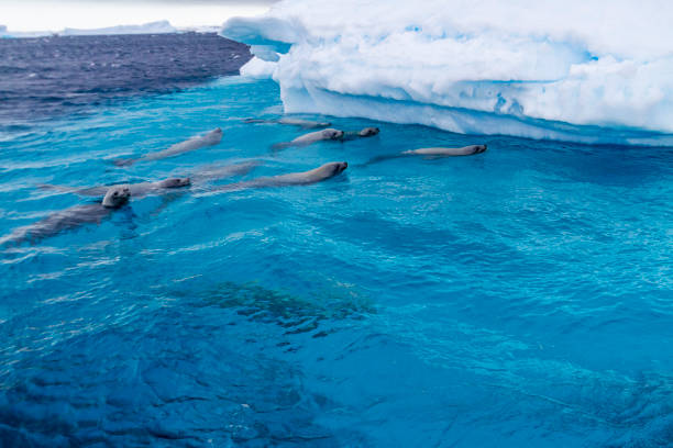 7 Astounding Polar Creatures: A Glimpse into the Arctic and Antarctic Wilderness