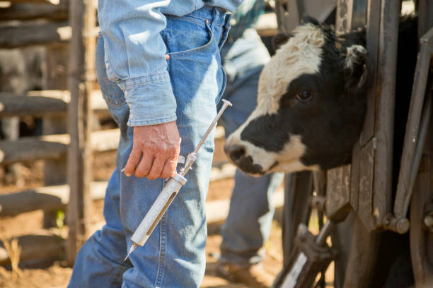 Are Your Replacement Heifers Protected? Vets Warn of Vaccination Gaps