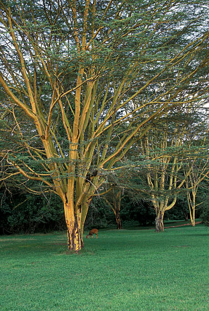Decoding the Acacia Xanthophloea: Africa's Yellow-Barked Sentinel
