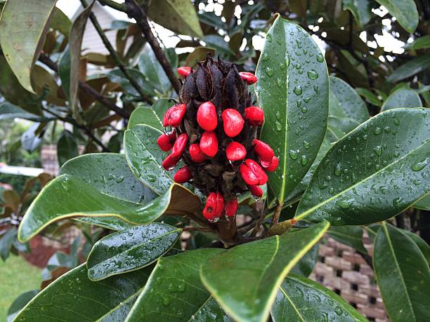 Do Magnolias Have Cones? Understanding Magnolia Seed Pods, Toxicity, and More