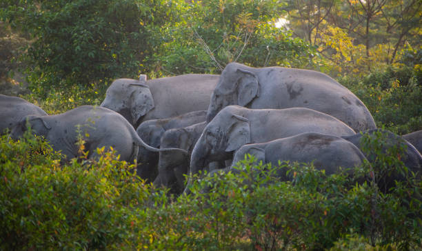 How China is Saving its Wild Asian Elephants: Conservation Efforts and Challenges