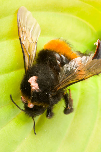 The Astonishing Spread of the Tree Bumblebee: A Newcomer's Impact on UK Pollination