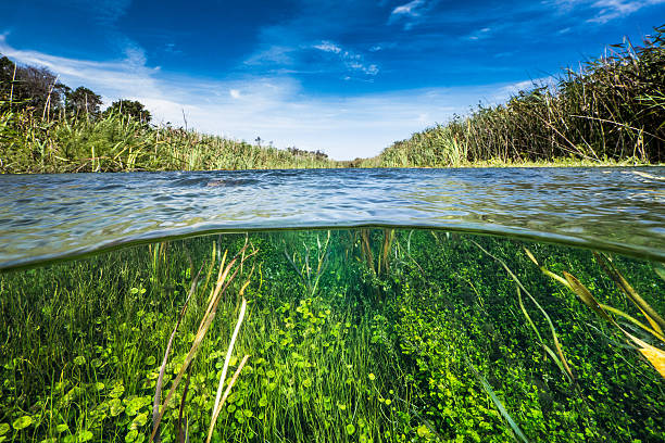 Understanding Key River and Aquatic Ecosystem Terms