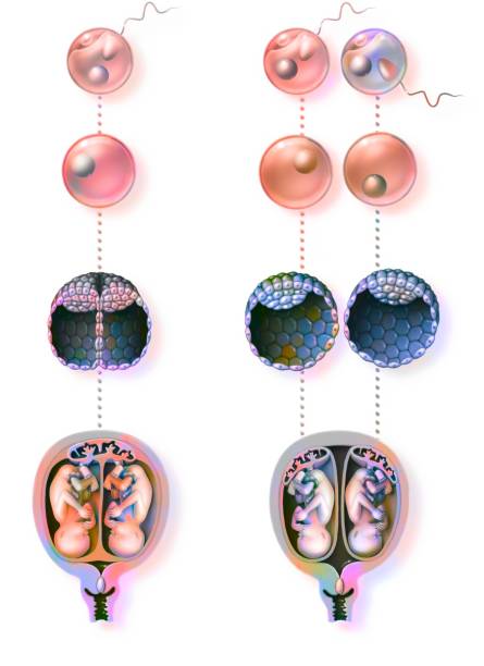 Unlocking the Secrets of Early Development: Neural Induction and Axis Formation