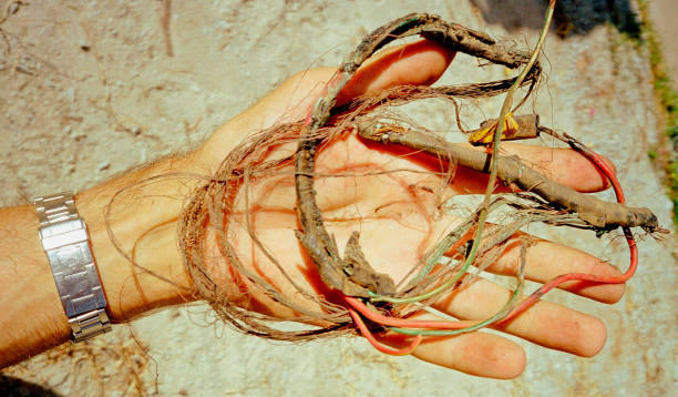 Unraveling the Significance of Agaro: A Connection to Its Roots