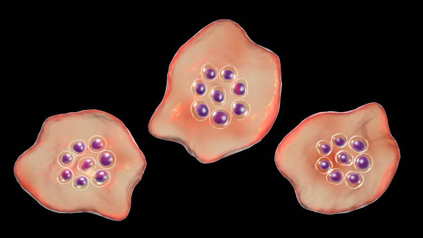 Unveiling Plasmodium malariae: The "Benign" Malaria Parasite