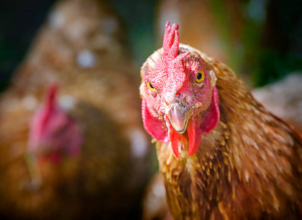 What Are Bird Head Crests, Combs, and Other Facial Features?