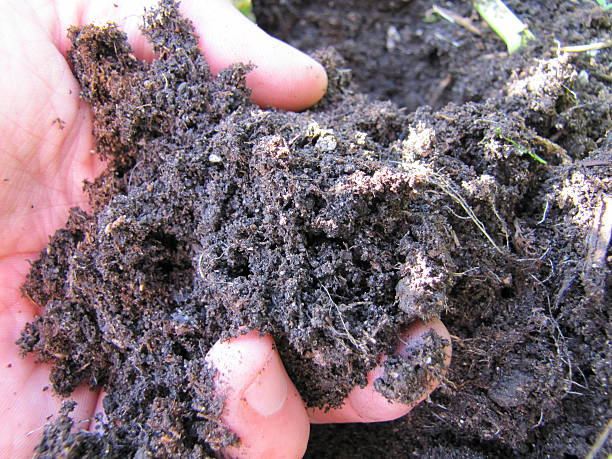 What is Soil and Why is it Important? A Gardener's Guide