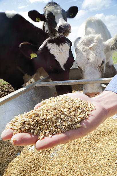 Why Proper Feed Mixing Is Crucial for Animal Nutrition and Feed Quality?